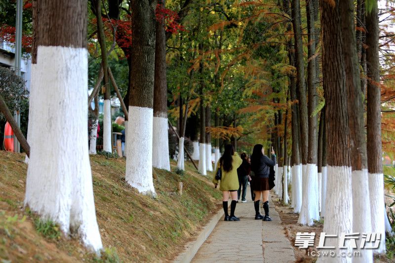 整齐划一的白线条，丰富了公园色彩。