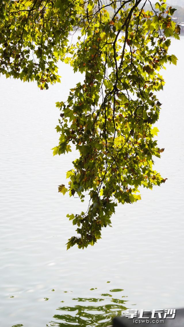 周六及下周初的连续晴好天气，是进行户外休闲、晾晒衣被、房屋通风的绝佳时机。  长沙晚报全媒体记者 舒元臻 摄