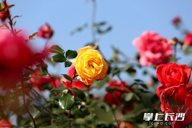省植物园里，玫瑰吐露芬芳。 均为长沙晚报全媒体记者贺文兵摄