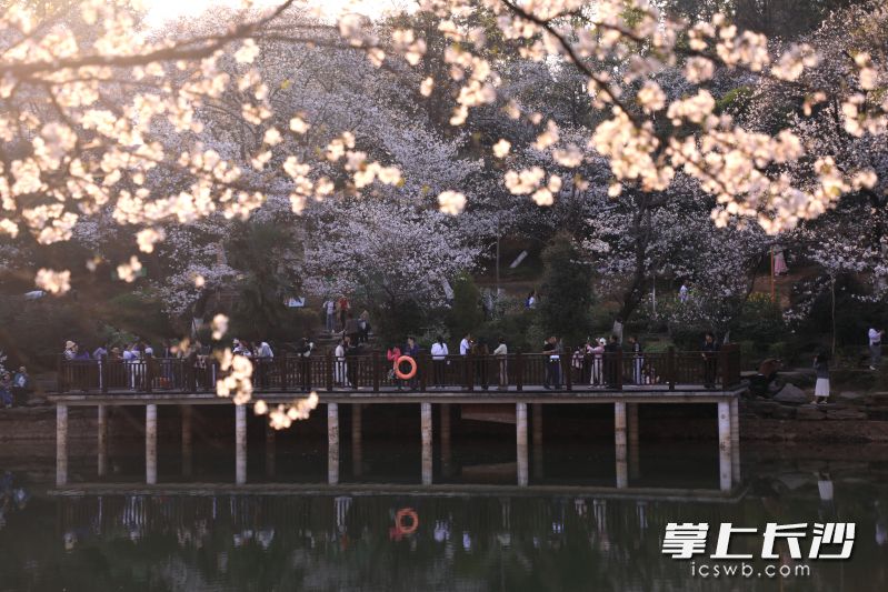 樱花开放时节,游客在赏樱。 资料照片 樱花开放时节,游客在赏樱。 资料照片
