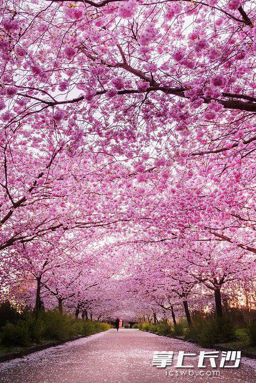 “樱花隧道”效果图。 “樱花隧道”效果图。