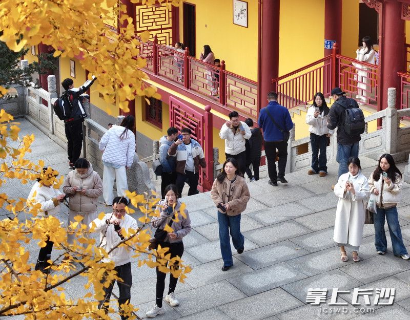 12月7日下午，众多市民游客来到洗心禅寺的银杏树前打卡拍照。均为长沙晚报全媒体记者 邹麟 摄
