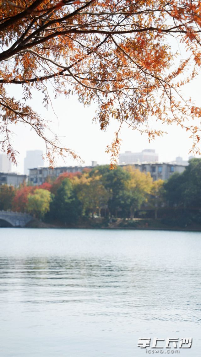 今日正值大雪节气。 长沙晚报全媒体记者 舒元臻摄