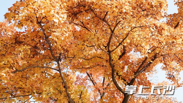 本周前期长沙天气以晴好为主，气温相对温和。  长沙晚报全媒体记者 舒元臻 摄