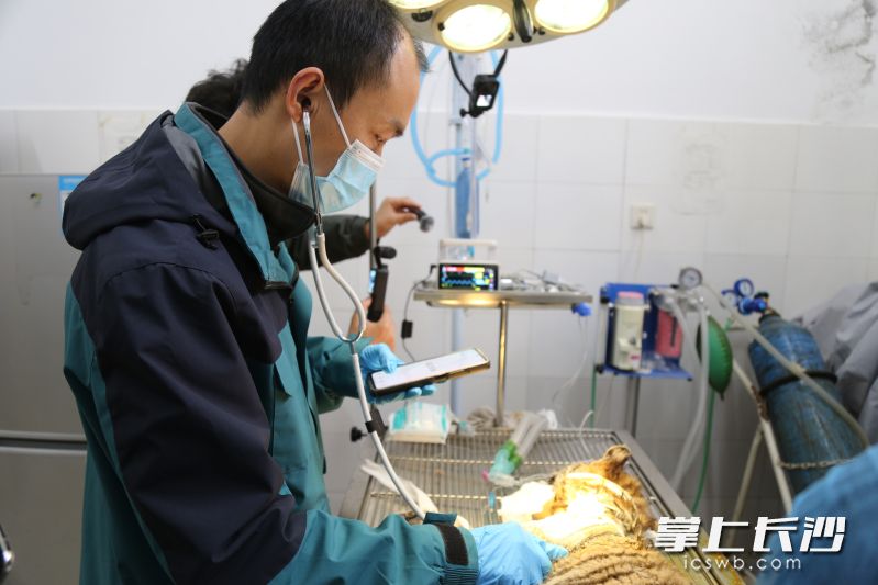 兽医在进行术前观察。均为长沙生态动物园 供图