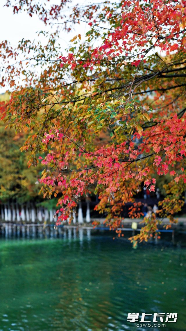 周日（14日）起，天气将再度转好。   长沙晚报全媒体记者 舒元臻 摄