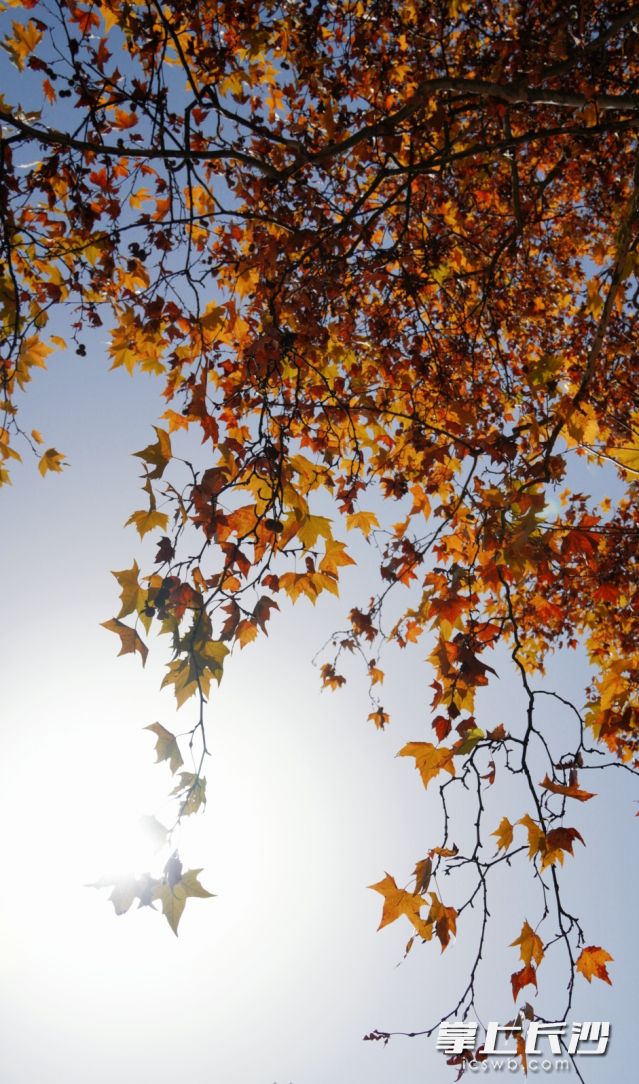 今日最高气温22℃。长沙晚报全媒体记者 舒元臻 摄