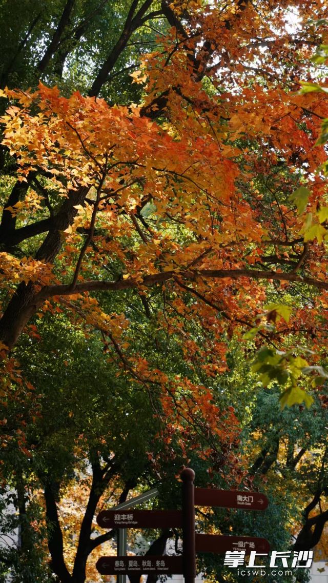 从14日起长沙将迎来连续的晴朗天气。长沙晚报全媒体记者 舒元臻 摄 从14日起长沙将迎来连续的晴朗天气。长沙晚报全媒体记者 舒元臻 摄