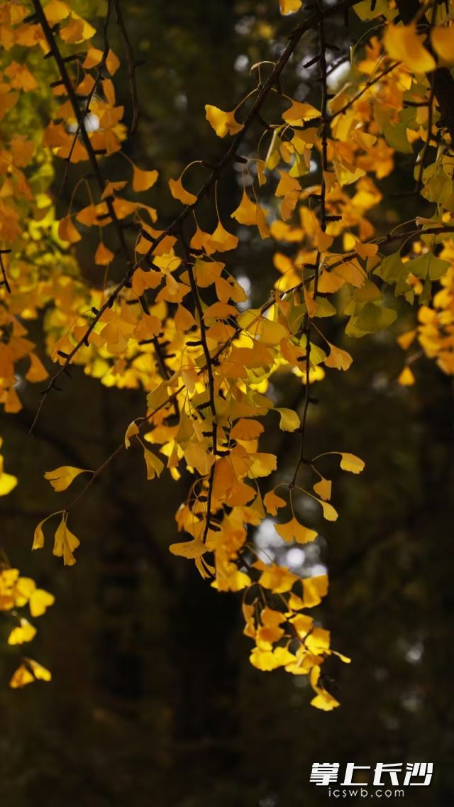 下周元气拉满，晴天“连轴转”。  长沙晚报全媒体记者 舒元臻 摄