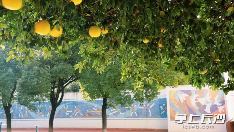 校园内两棵柚子树，见证着学子们的一次次探究与一步步成长。