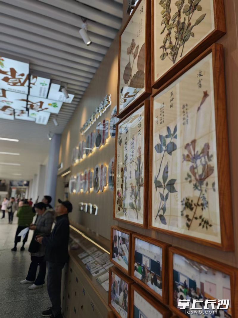 学校的中草药文化墙展示的学生做的草药标本。