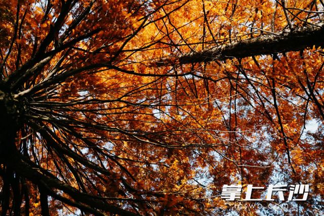 2025年湖南“史上最晚入冬”为市民画上了超长秋日彩蛋。  长沙晚报全媒体记者 舒元臻 摄