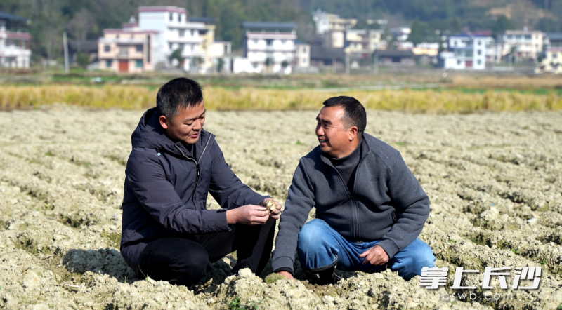 百合基地负责人张光昭（右一）在介绍来年的种植计划。