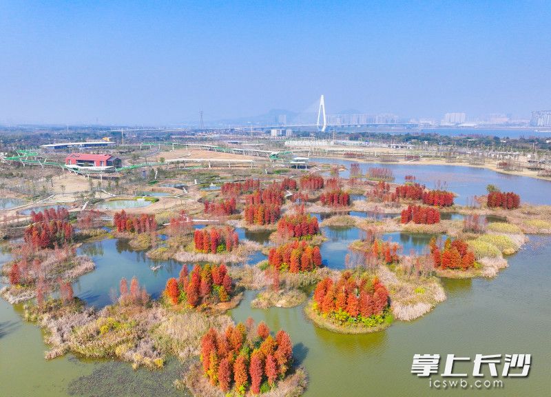 冬日大泽湖近自然湿地公园，藏着一片焦糖色童话。均为长沙晚报全媒体记者邹麟摄