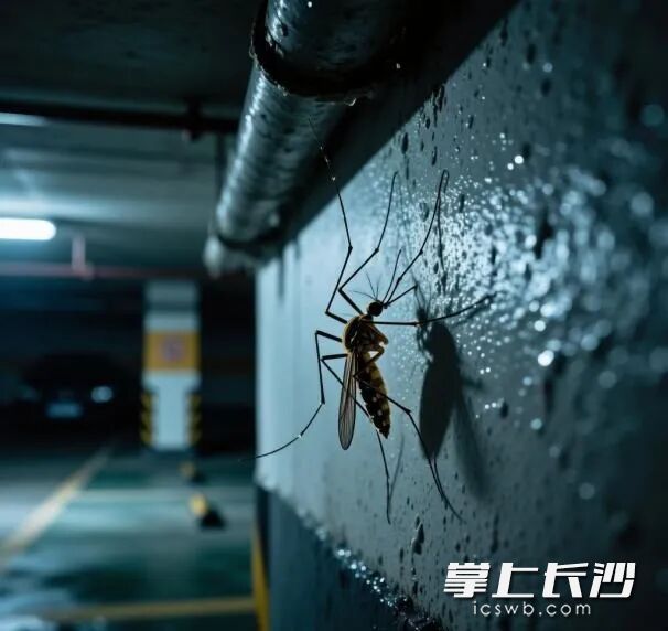 越冬蚊喜欢藏身地下空间。均为通讯员供图