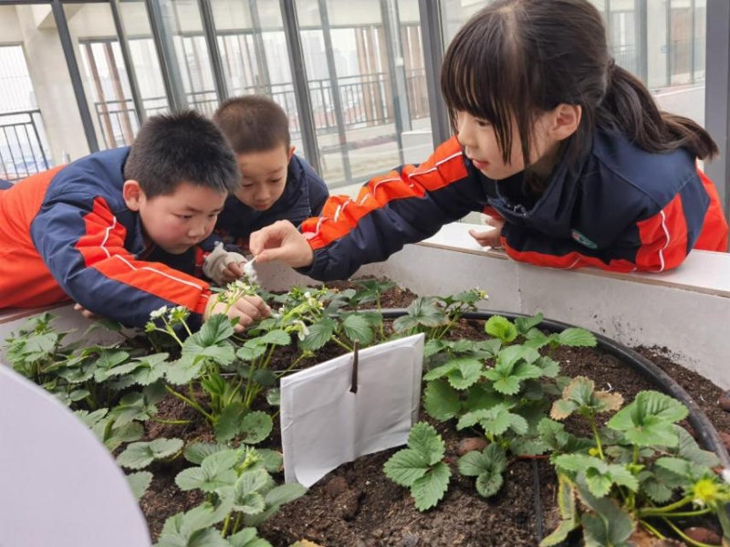 在温室大棚里,学生们一起共育植物。 在温室大棚里,学生们一起共育植物。