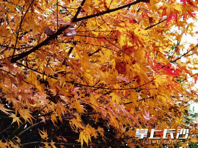 跨年夜或与湿冷撞个满怀。  长沙晚报全媒体记者 舒元臻 摄