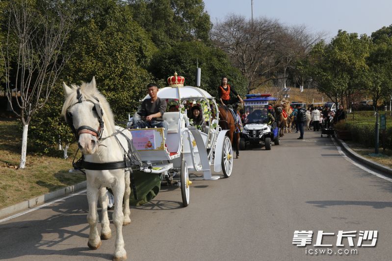 动物巡游，白马当先。 均为通讯员供图