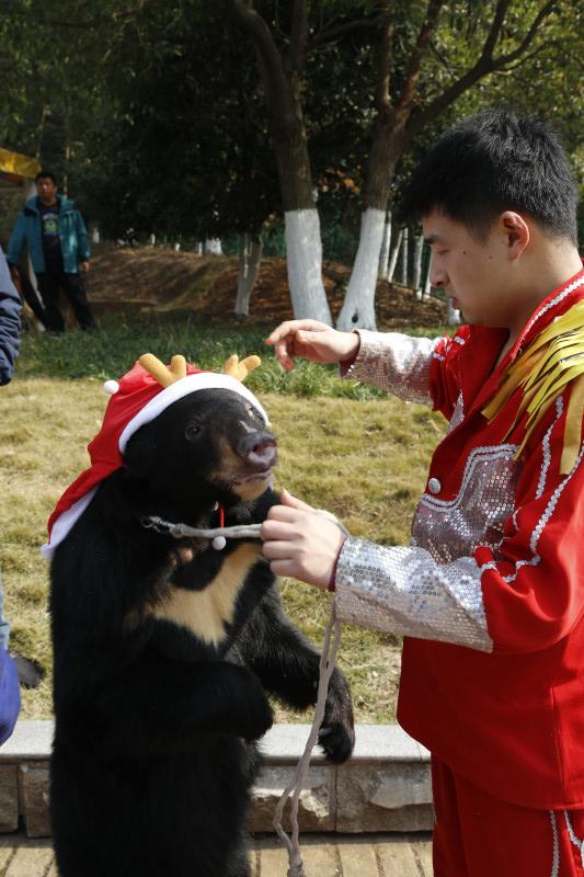 熊模人样的小黑熊。 熊模人样的小黑熊。