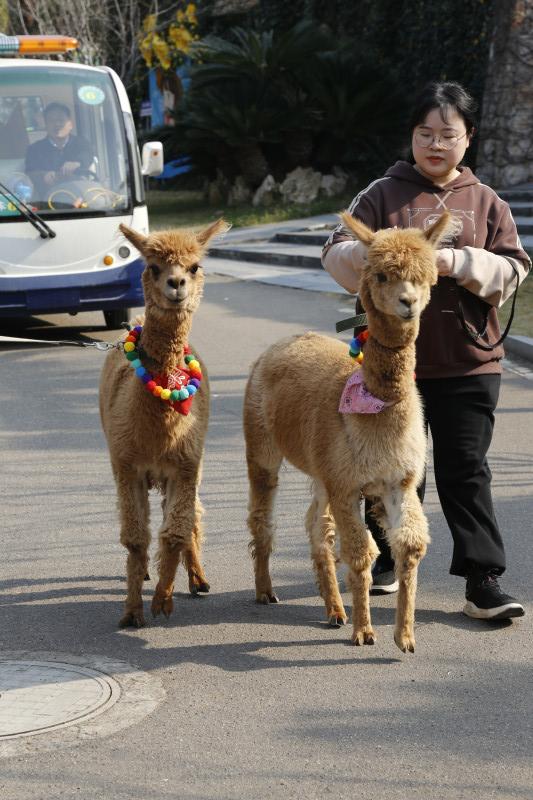 乖巧的羊驼惹人喜爱。 乖巧的羊驼惹人喜爱。