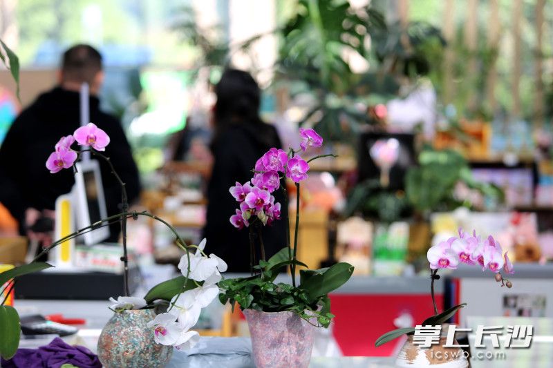 朵朵绽放的鲜花，勾勒出冬日里的诗意画卷。 均为长沙晚报全媒体记者 贺文兵 摄