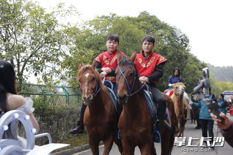 参加巡游的高头大马。
