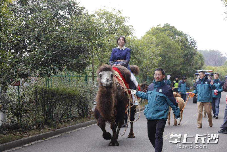 骑骆驼的小姑娘。 均为长沙生态动物园供图
