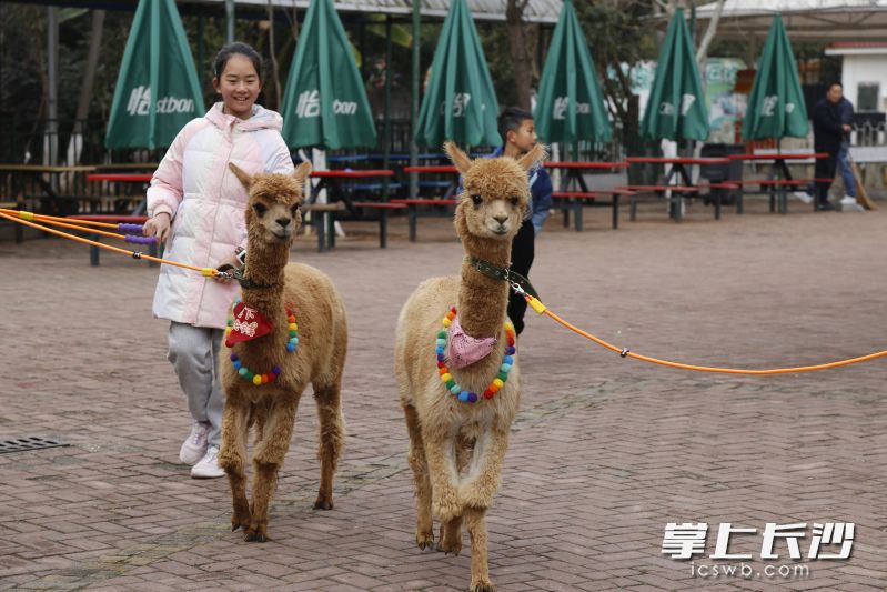 游客高兴地与羊驼合影。