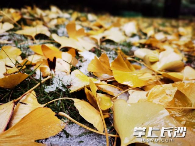 今日长沙下起了雪籽。  长沙晚报全媒体记者 舒元臻摄