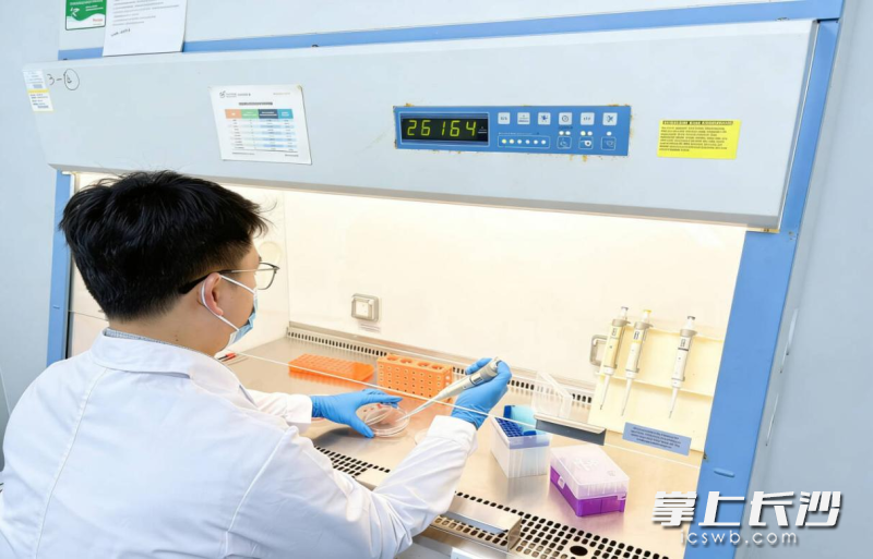 杨紫青博士正在进行肿瘤细胞实验。长沙晚报通讯员 陶思宇 供图