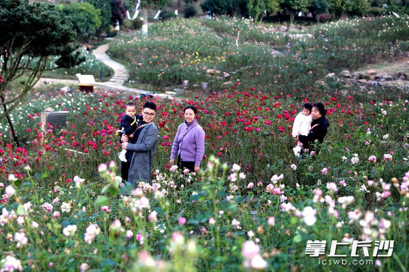 1月9日下午，望城普瑞花园百亩玫瑰园。均为长沙晚报全媒体记者 贺文兵 摄