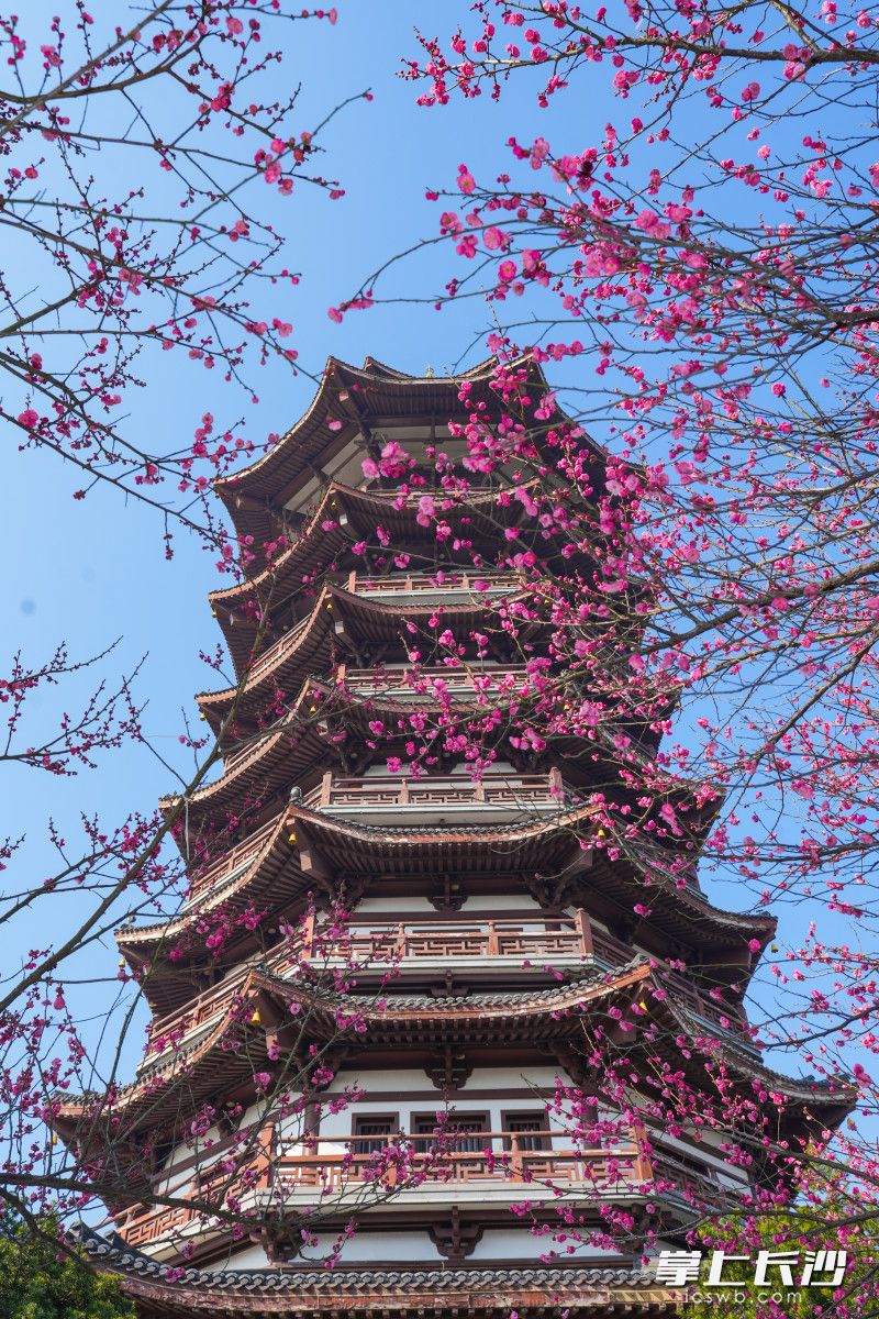 洋湖湿地公园白鹭塔下的梅花盛开。均为长沙晚报全媒体记者 邹麟 摄