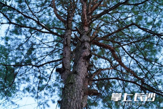 14日阳光“余额”即将耗尽。 长沙晚报全媒体记者 舒元臻 摄 14日阳光“余额”即将耗尽。 长沙晚报全媒体记者 舒元臻 摄