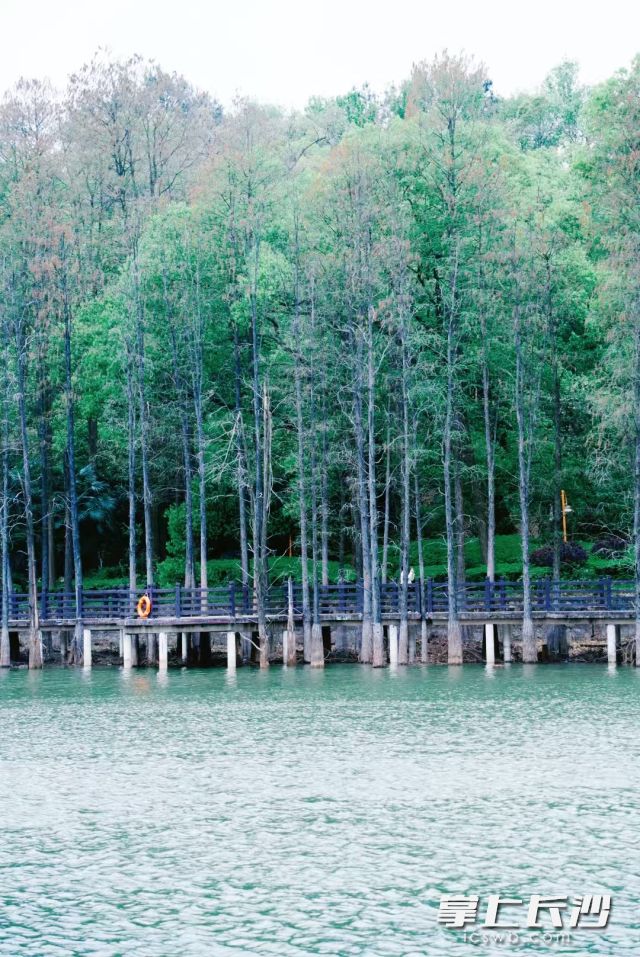 冷空气已悄然蓄势，阳光即将正式“告假”。 长沙晚报全媒体记者 舒元臻 摄