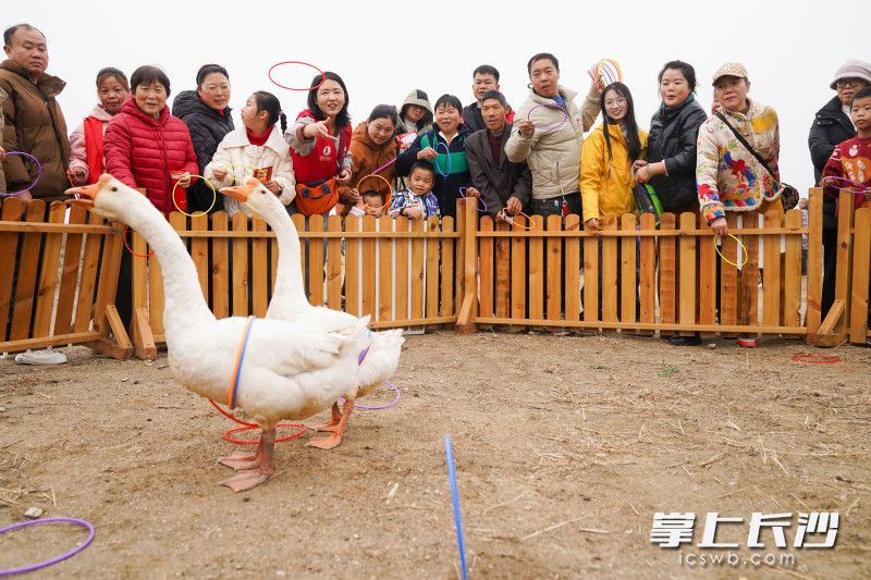 游客们正在用圈圈套鹅。