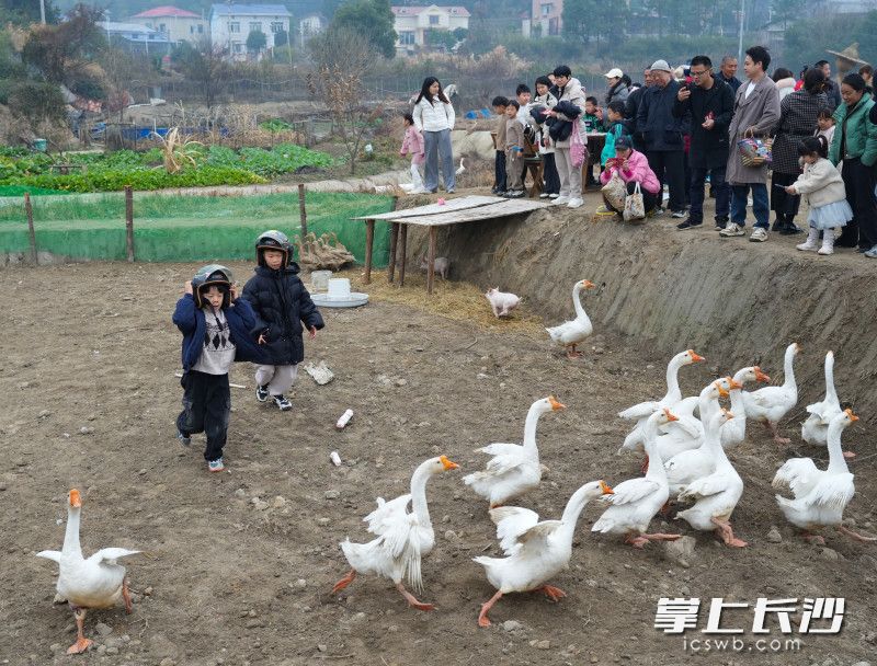 孩子们在田地里抓鹅，现场欢声笑语不断。