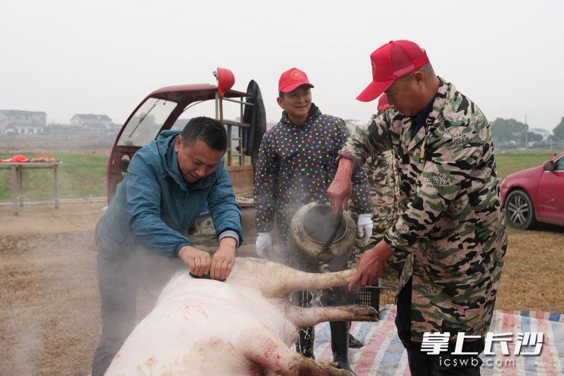 游客们帮忙一起杀年猪，感受满满的年味。