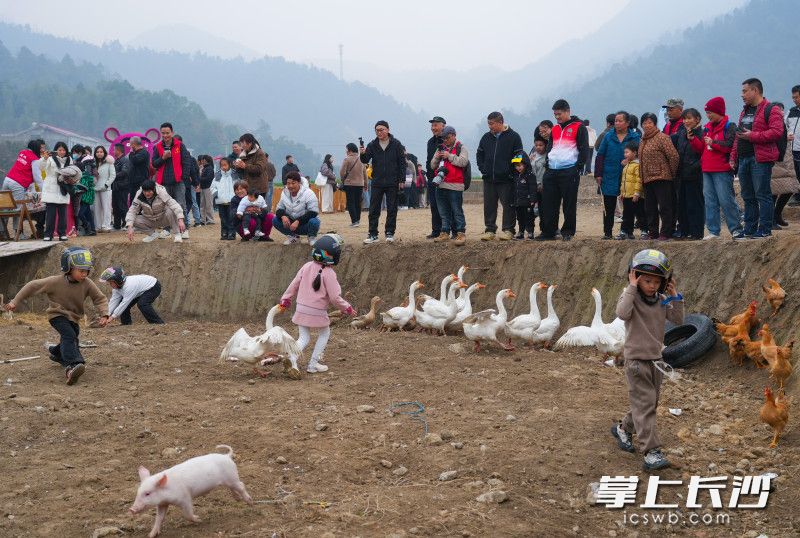 孩子们在田地里抓鹅、抓鸡、抓鸭、抓小猪，现场欢声笑语不断。