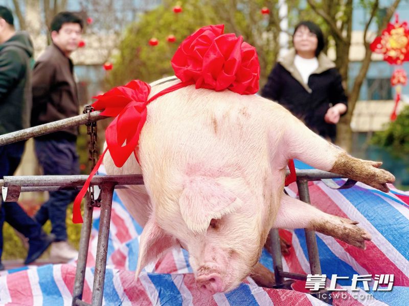 活动现场杀年猪环节。图片均为长沙晚报通讯员 任彬 提供