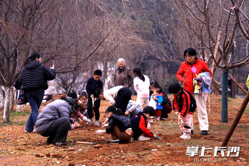 体验播种郁金香的劳动乐趣。