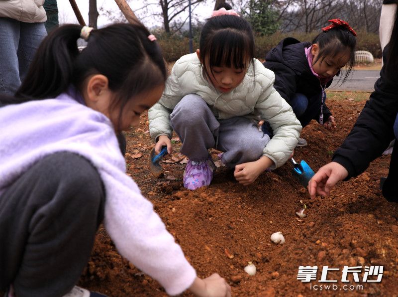 孩子们完成从挖坑、放种到覆土的全流程操作。