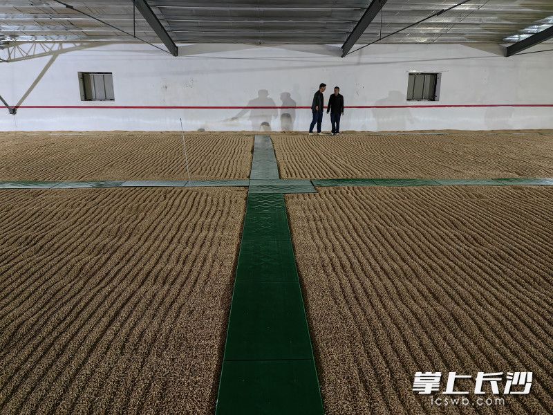 公证处联合中储粮直属库、代储企业查验储粮库点。