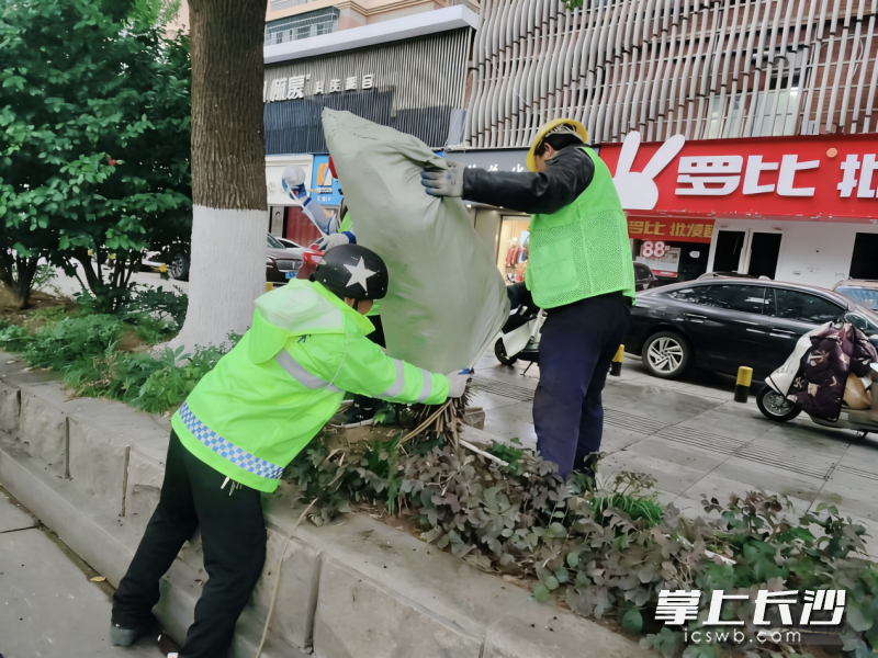 芙蓉区园林绿化维护中心工作人员对苗木采取防寒保护措施。