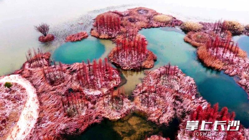 雪落大泽湖，湿地绘新卷。 均为长沙晚报全媒体记者贺文兵、通讯员龙宇摄