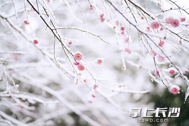 21日14时,省内大部分地区气温低于0℃,长沙气温仅-2.7℃。 长沙晚报全媒体记者 舒元臻 摄 21日14时,省内大部分地区气温低于0℃,长沙气温仅-2.7℃。 长沙晚报全媒体记者 舒元臻 摄