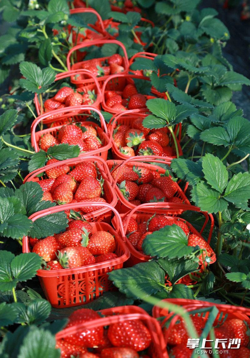 草莓。均为通讯员供图