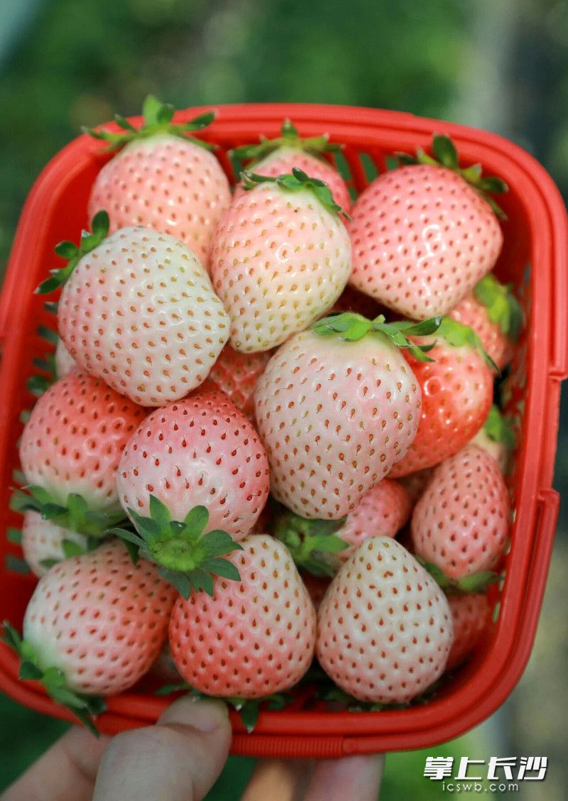 温度降下来，草莓的甜度更高。