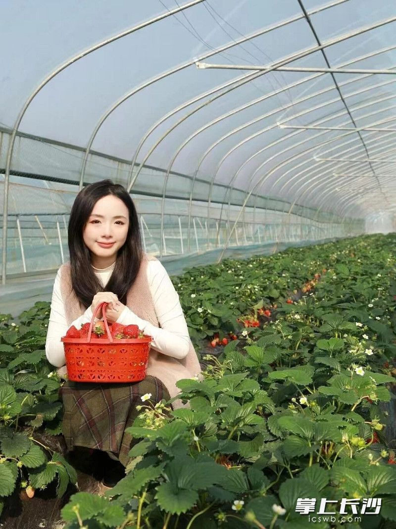 望城区靖港镇绿地生态农庄的草莓迎来采摘季。