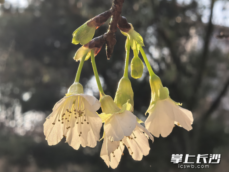 “湘雪”樱花。省植物园供图 “湘雪”樱花。省植物园供图