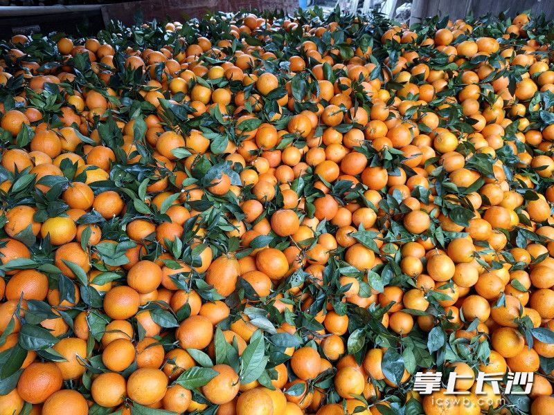 三分田村的脐橙品质皆优。